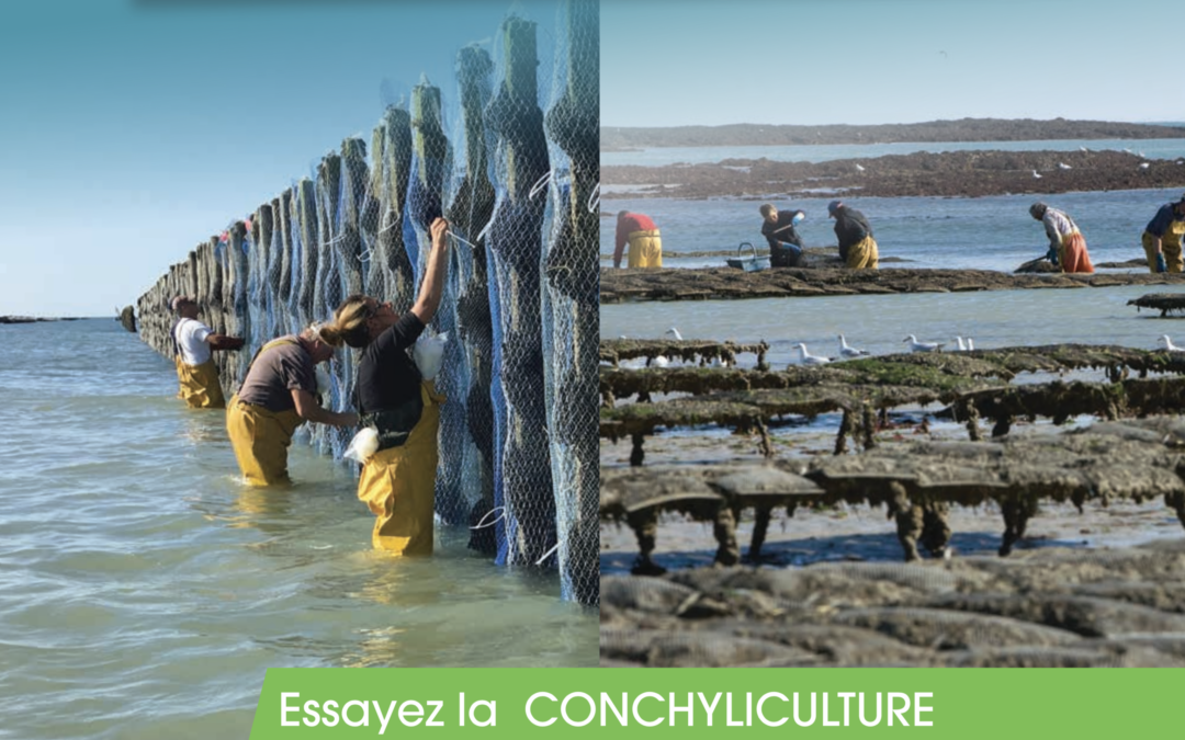 Emplois en production conchylicole