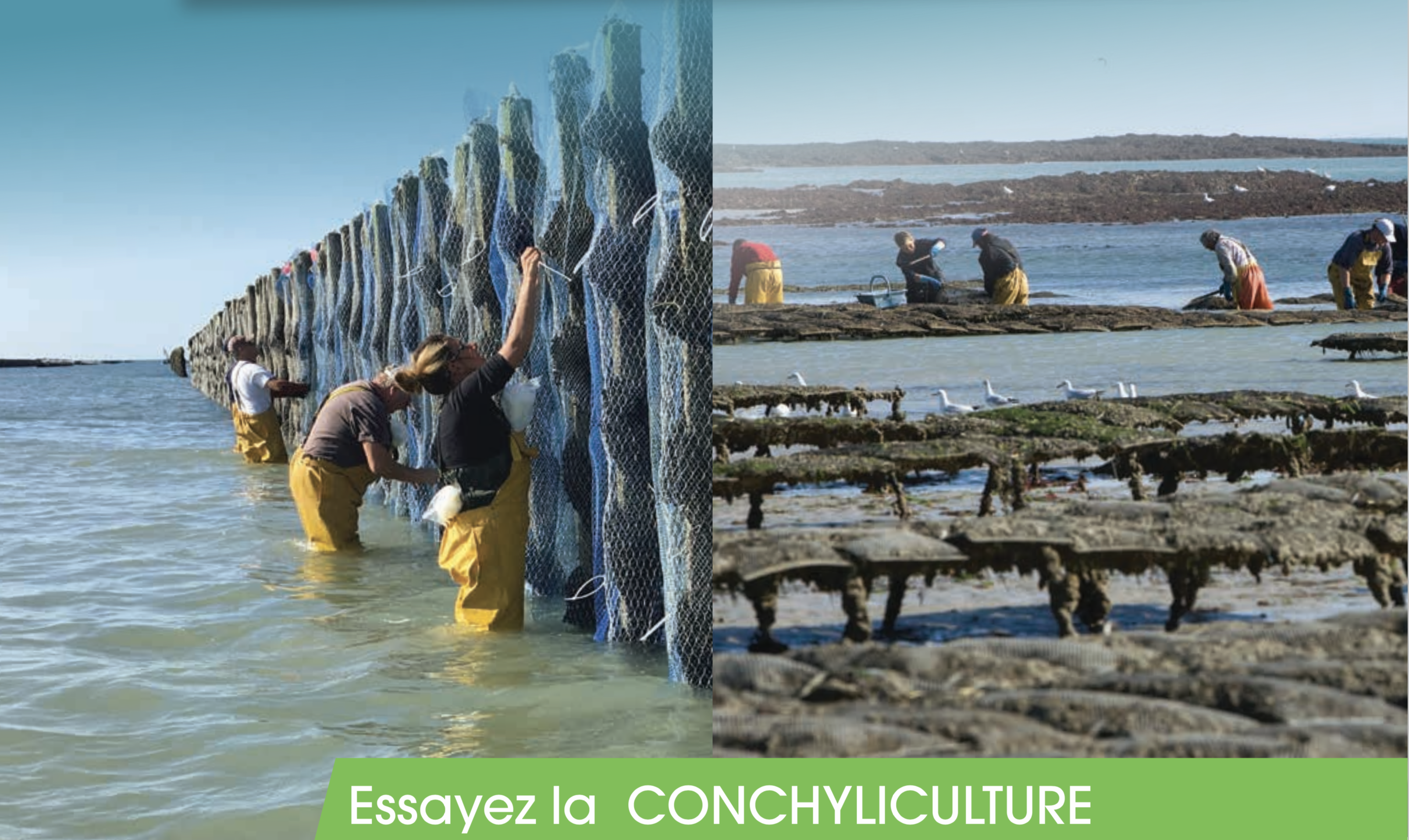 Emploi production conchycole manche