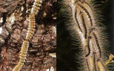 Info importante – Chenille processionnaire du pin (risques + documents à consulter)