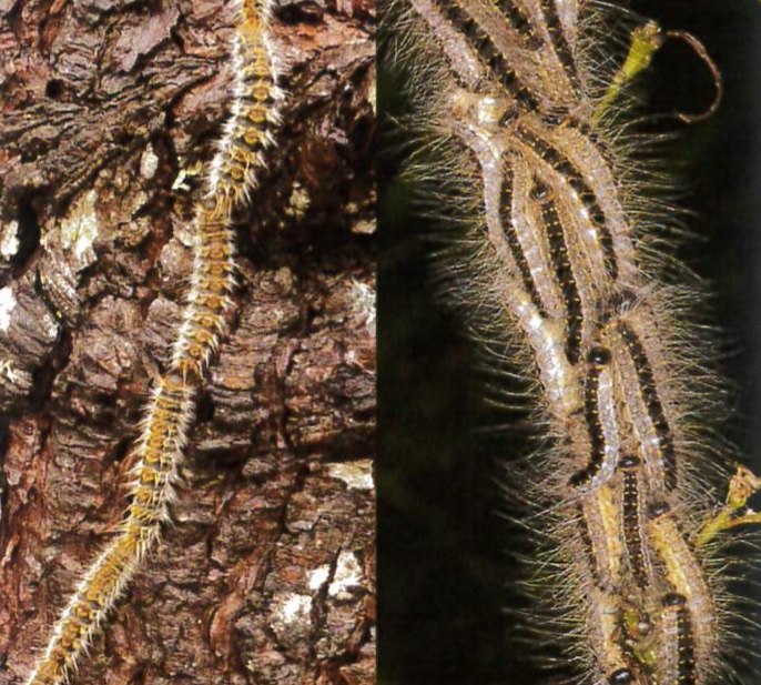 Chenille processionnaire à Geffosses